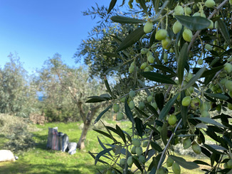 Olive Magazine 09/2023